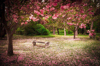 a park bench in the spring time